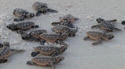 Thank You for Saving 3 Million Baby Turtles